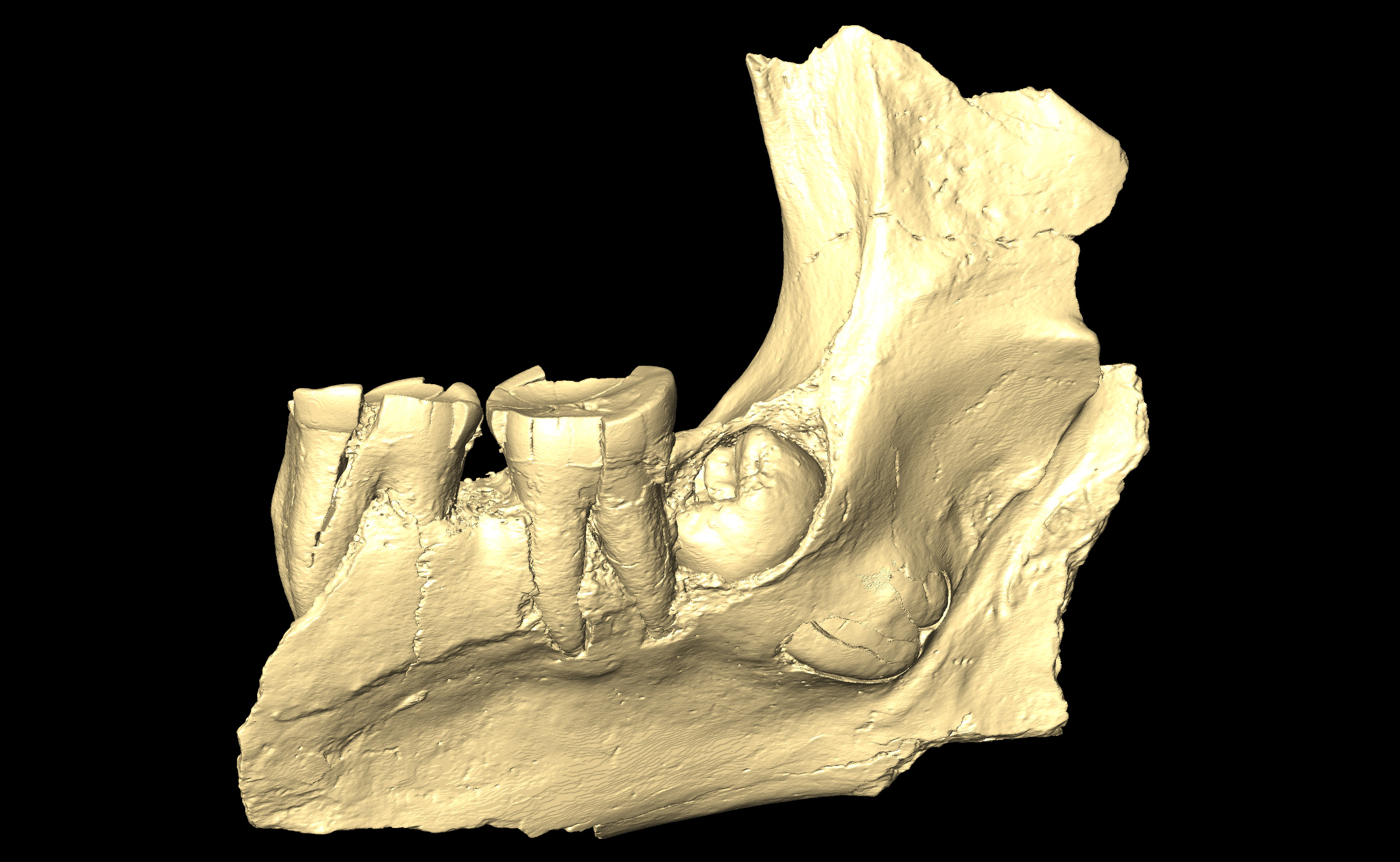 MNHN-HA-4258 Right Mandible