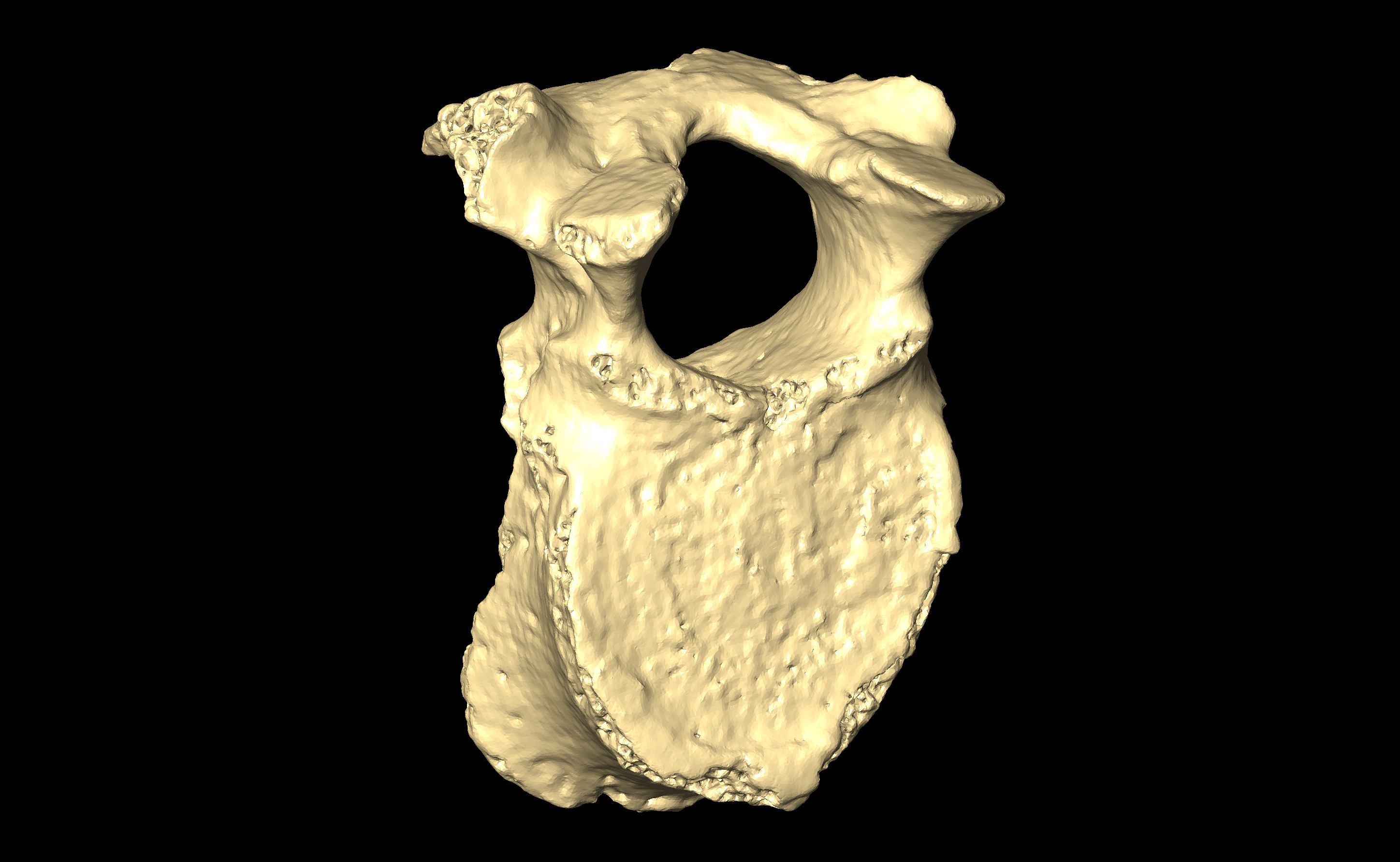 MNHN-HA-4261 Thoracic Vertebra