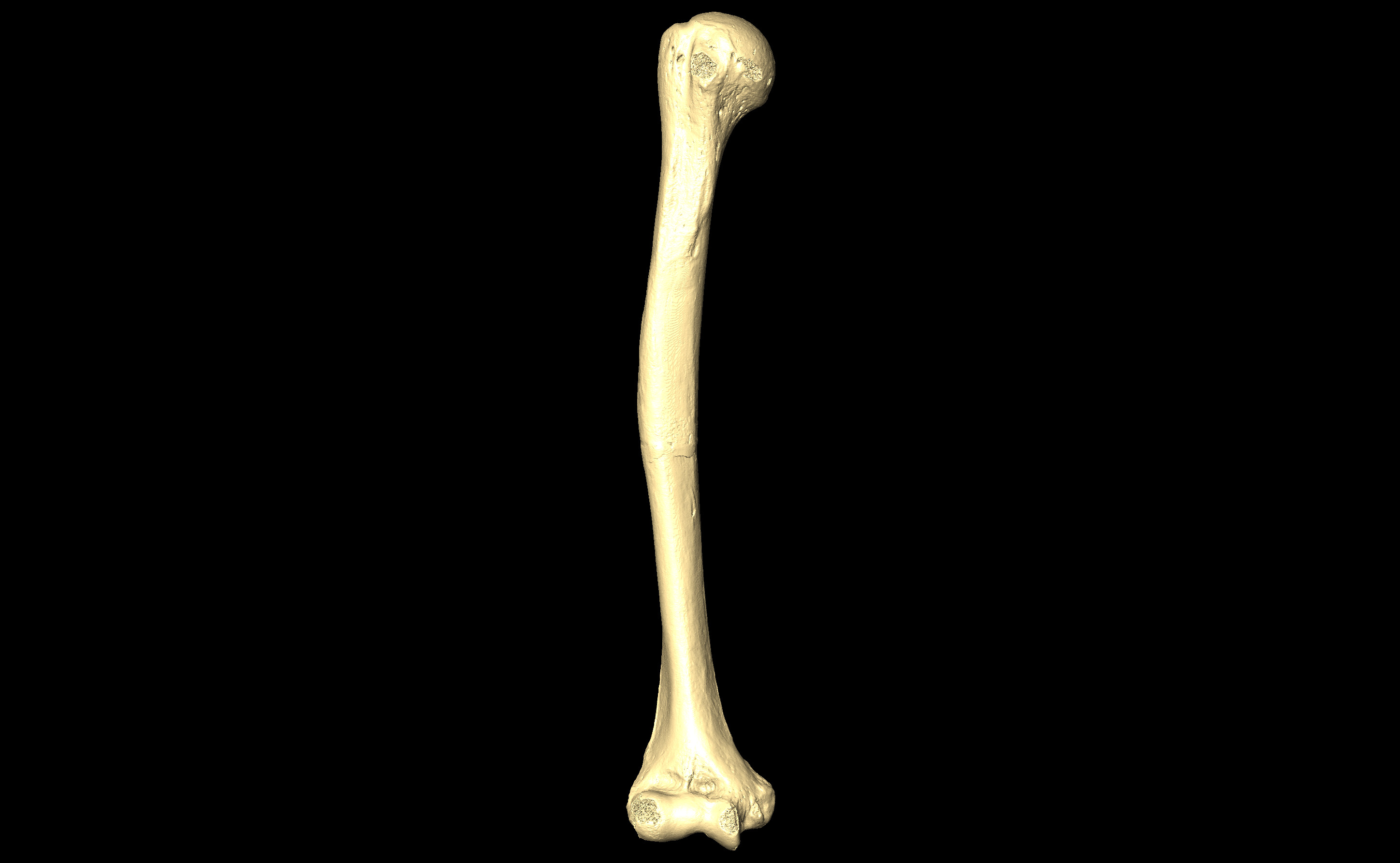 MNHN-HA-4294 Right Humerus