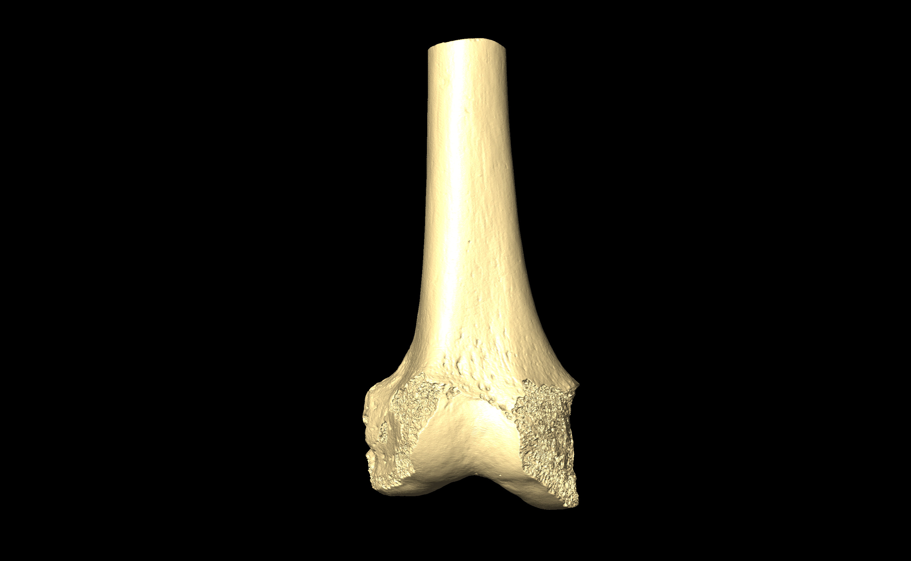 MNHN-HA-4328 Right Femur