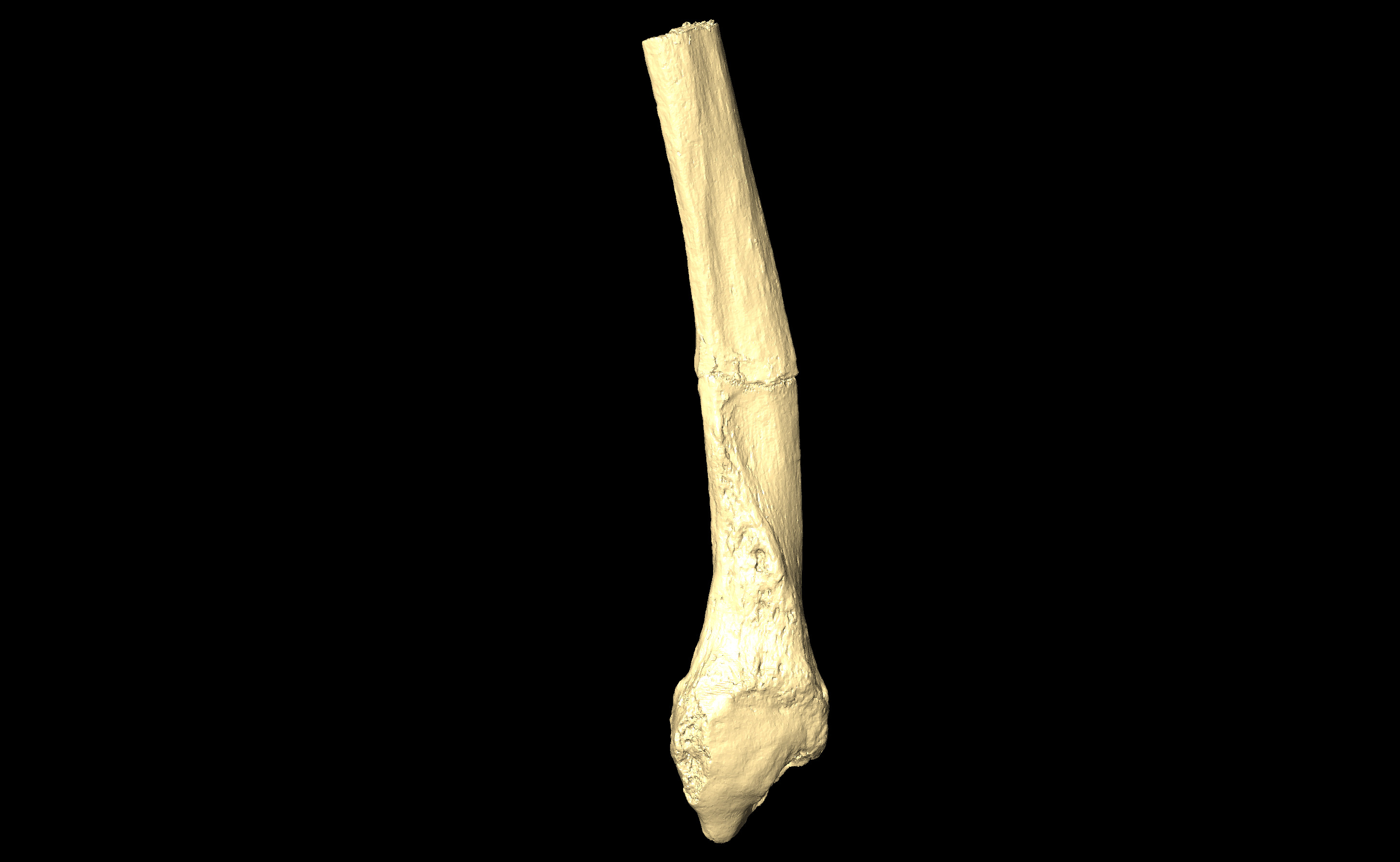 MNHN-HA-4334 (N° SV: 4334-dist) Right Fibula